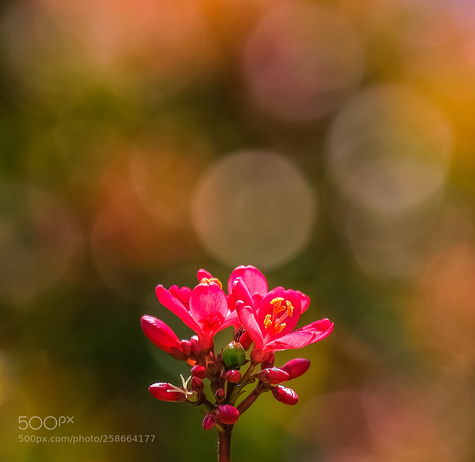 Fujifilm X-H1 sample photo. Bokeh photography
