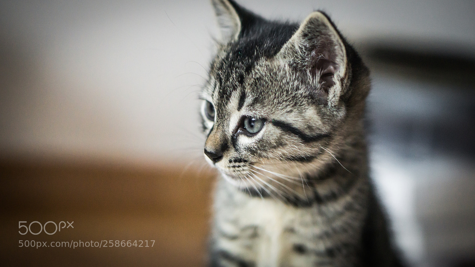 Sony a6000 sample photo. Illa #3 photography