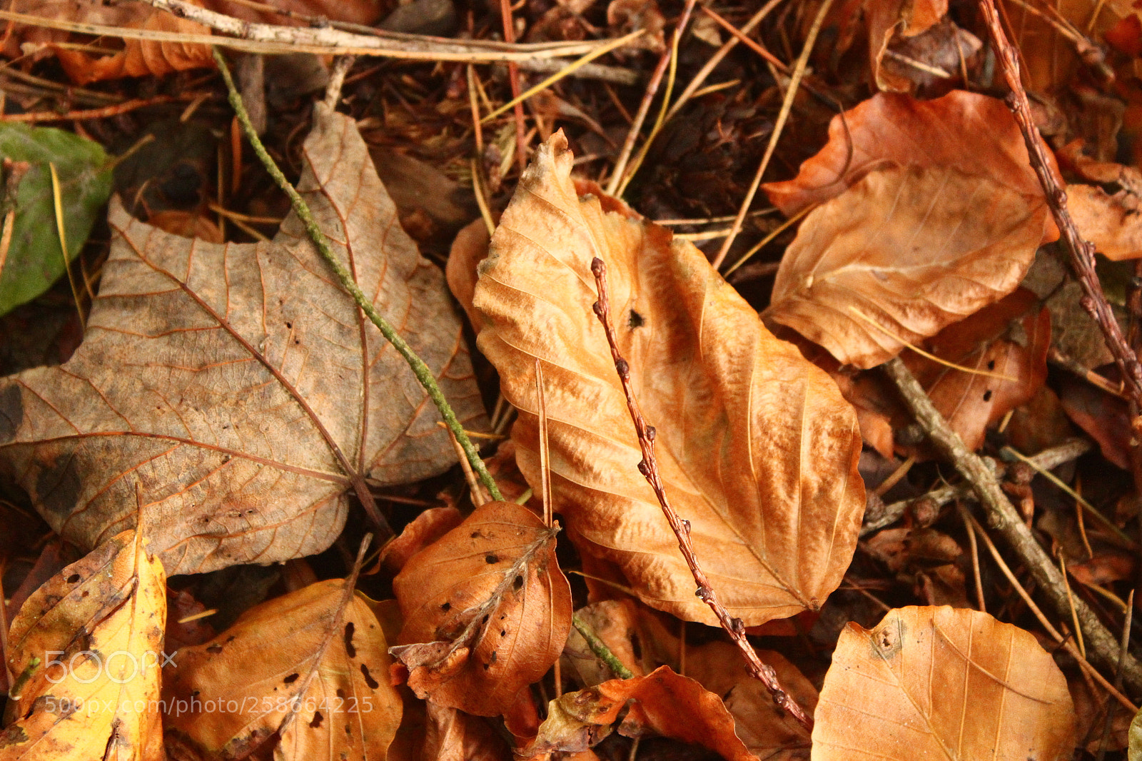 Canon EF-S 18-55mm F3.5-5.6 IS sample photo. Autumn palette photography
