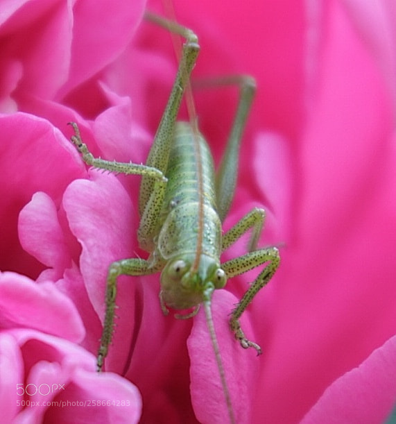 Sony a6300 sample photo. Flip auf pfingstrose photography