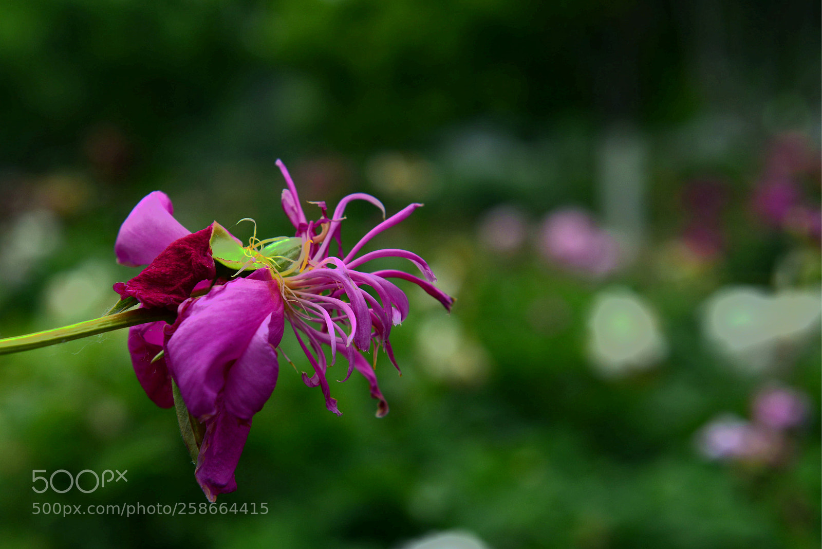 Nikon D800 sample photo. Untitled photography