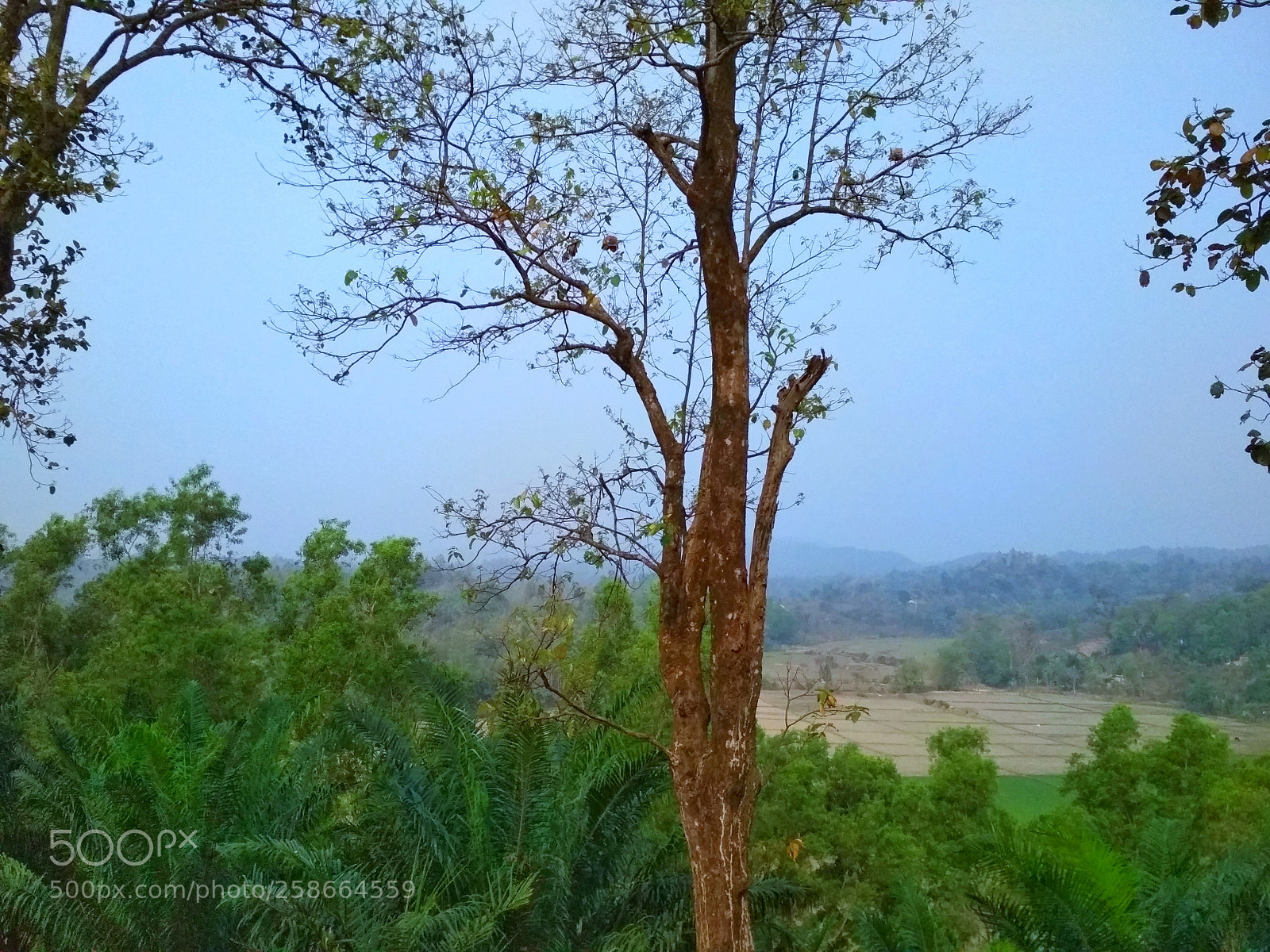 Xiaomi Redmi 4X sample photo. Untitled photography