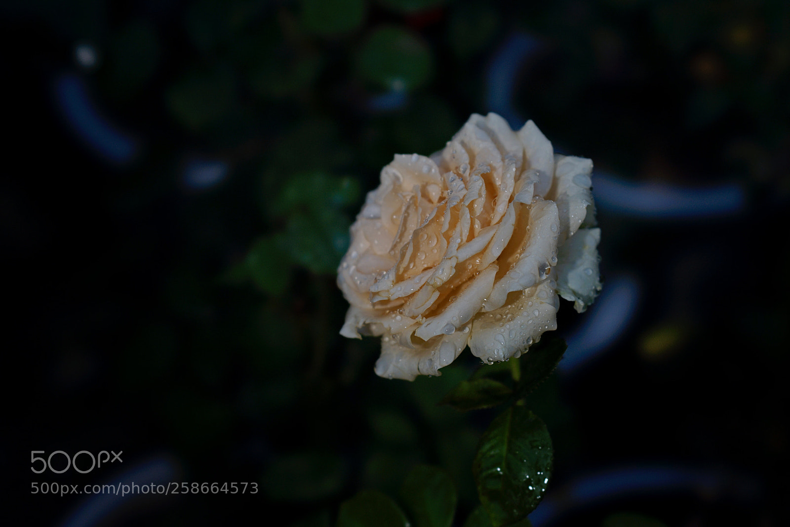 Sony a7 II sample photo. 出浴 photography