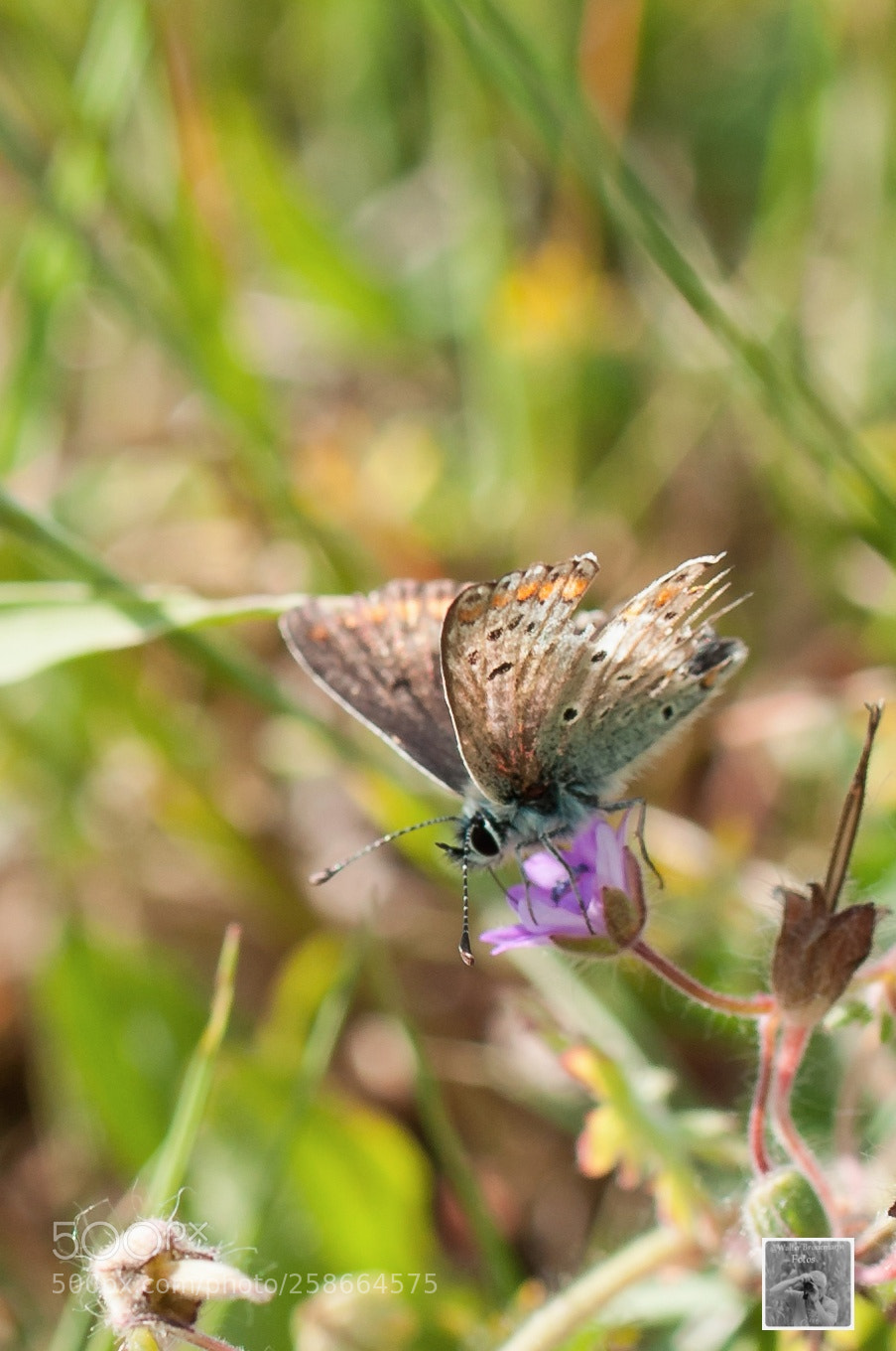 Nikon D5000 sample photo. Schmetterlinge/butterly's photography