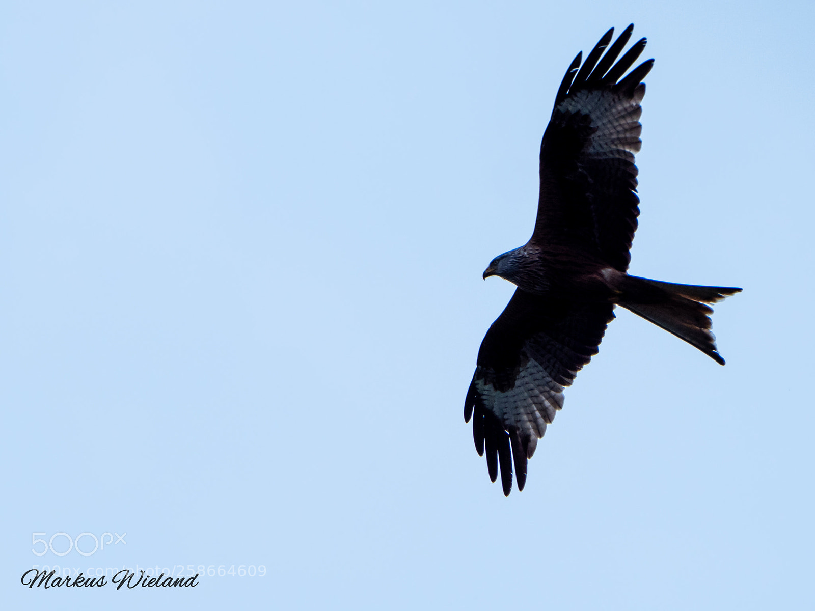 Panasonic Lumix DC-G9 sample photo. Rotmilan bei der jagt photography