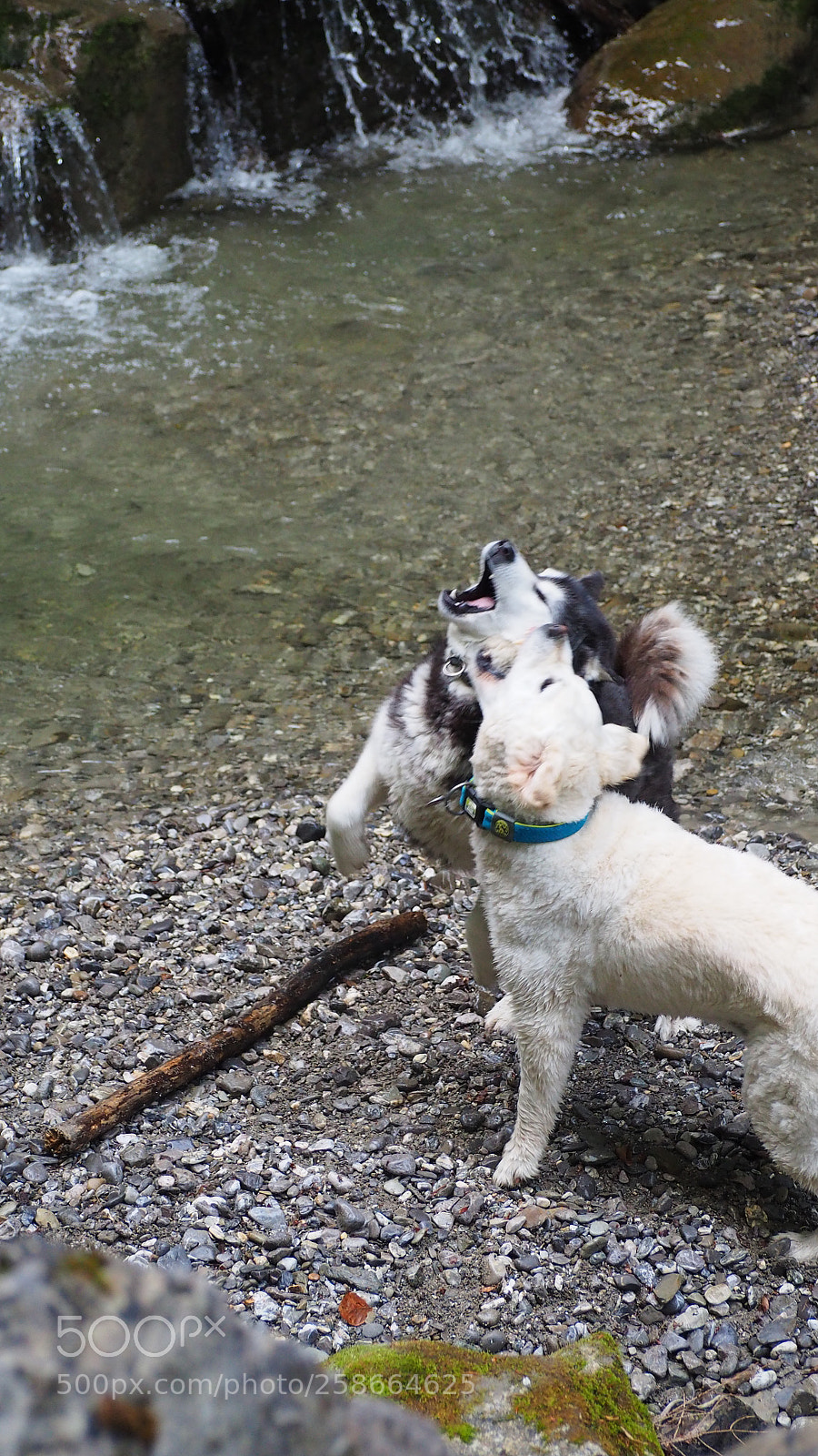 Olympus OM-D E-M10 II sample photo. Playing dogs photography