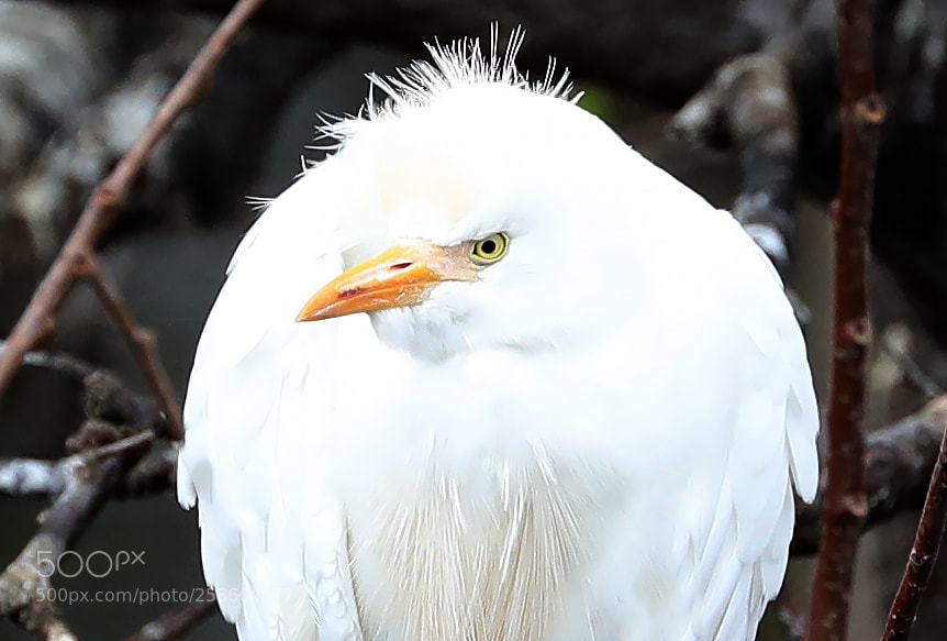 Canon EOS 5D Mark IV sample photo. Cattle egret photography