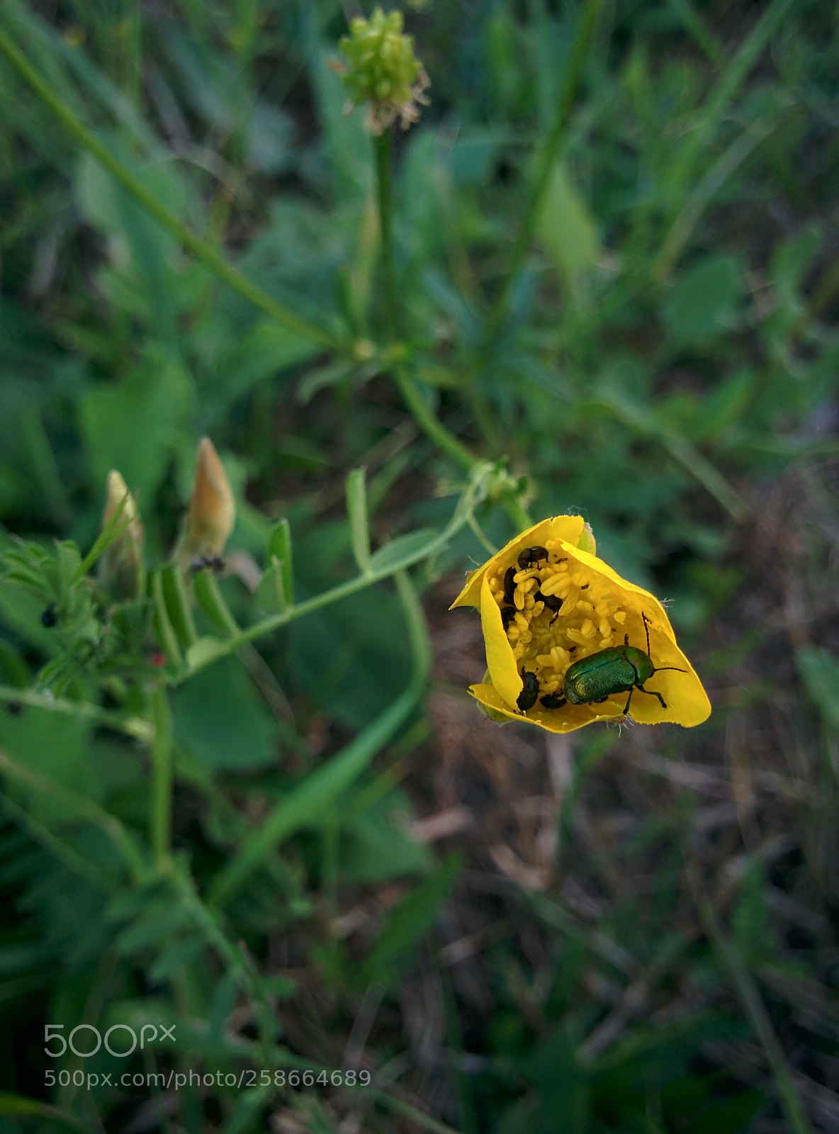 LG Nexus 5 sample photo. Untitled photography
