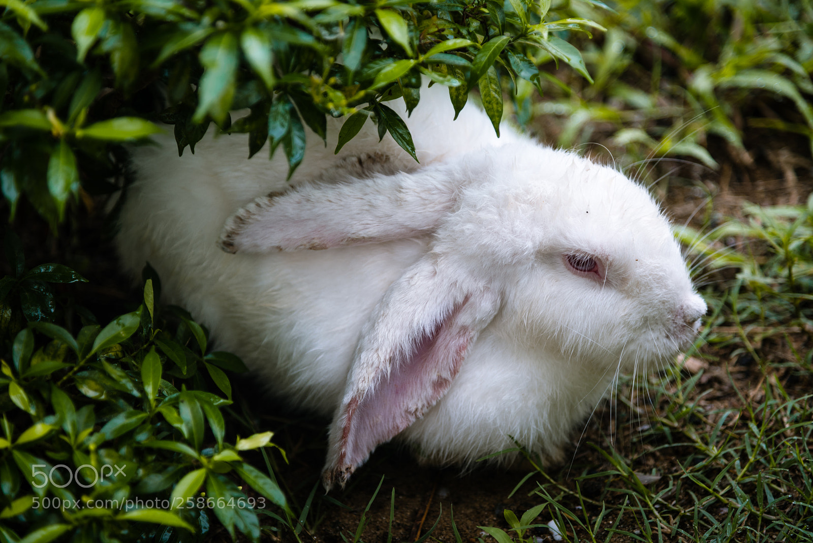Nikon D750 sample photo. The cute little thing photography