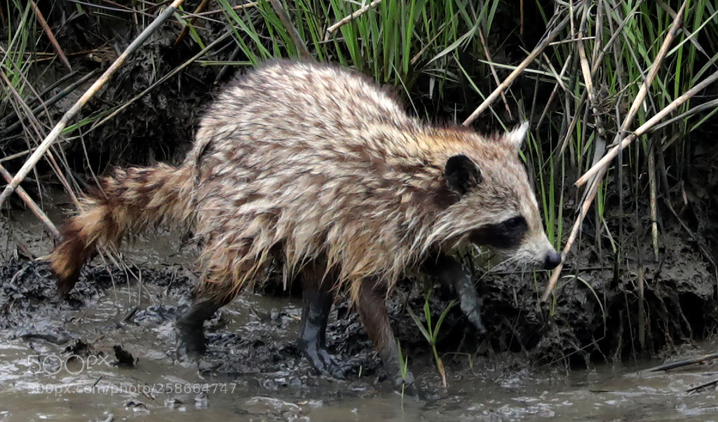 Canon EOS 5D Mark IV sample photo. Hunting in the mud photography