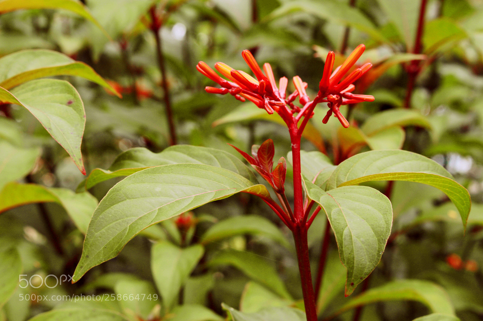 Canon EOS 700D (EOS Rebel T5i / EOS Kiss X7i) sample photo. Reddy buds photography
