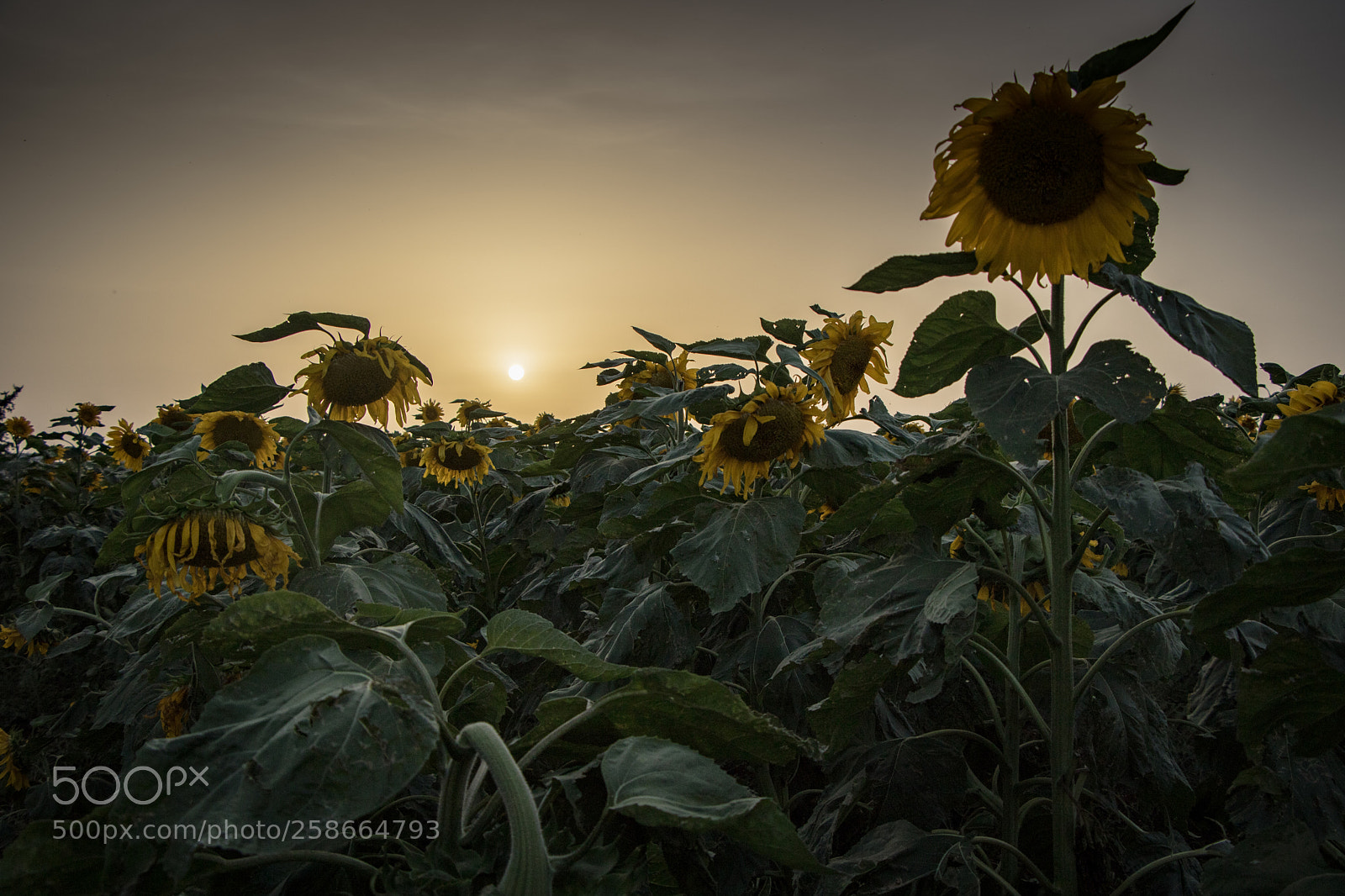 Canon EOS 750D (EOS Rebel T6i / EOS Kiss X8i) sample photo. Sunflowers photography