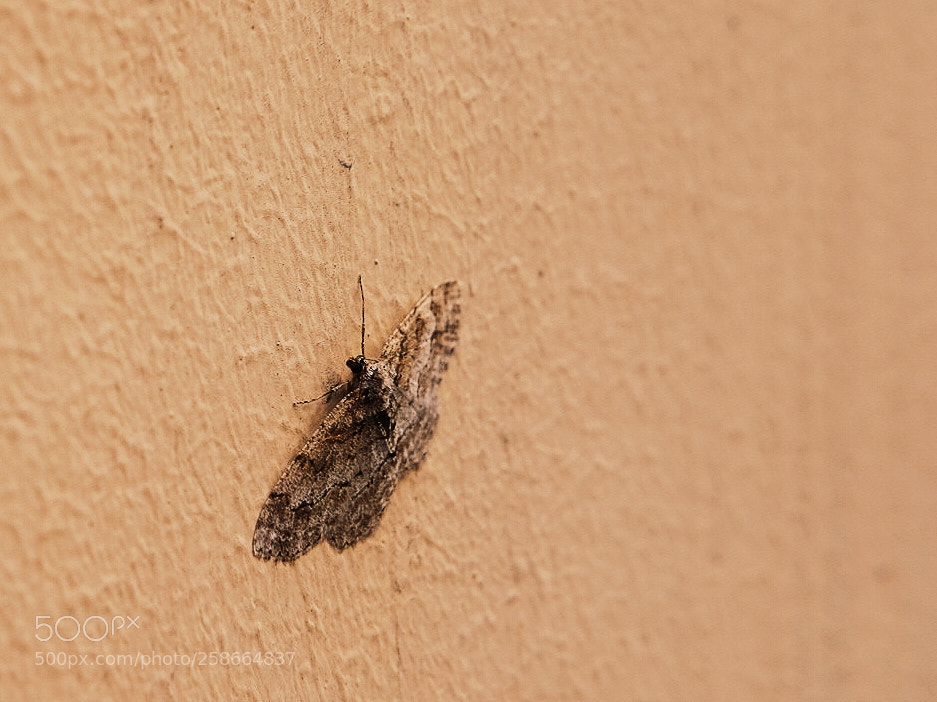 Fujifilm X-T1 sample photo. Wall photography