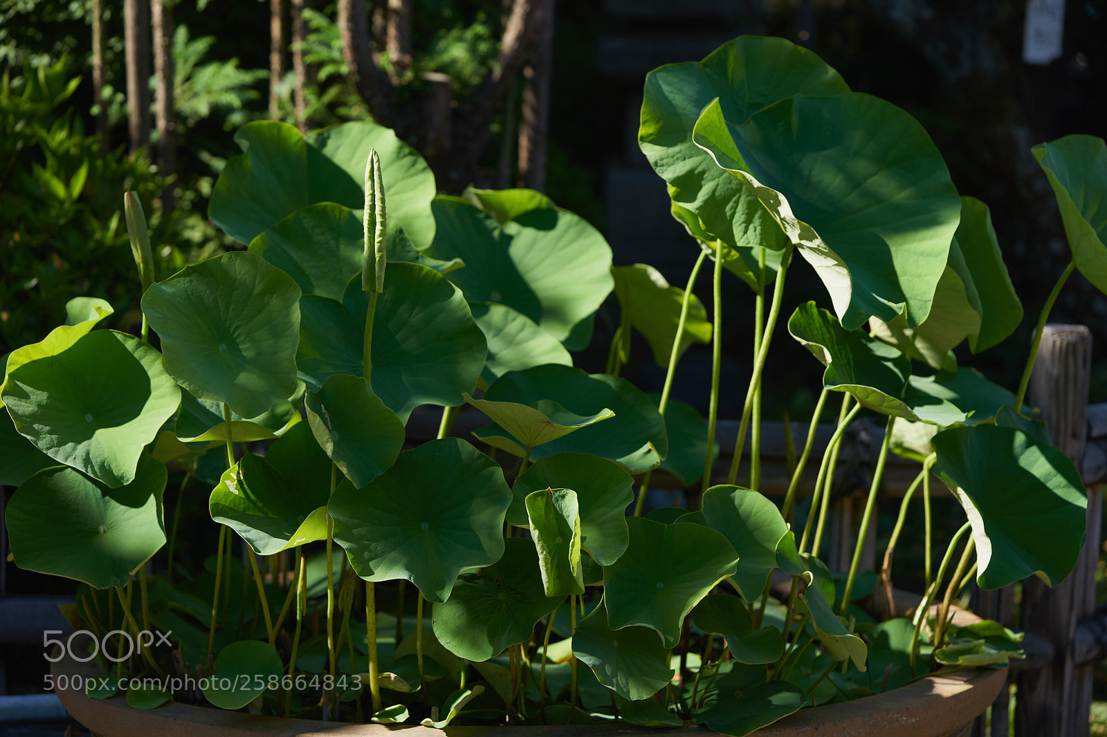 Sony a7 sample photo. Leaves 990 photography