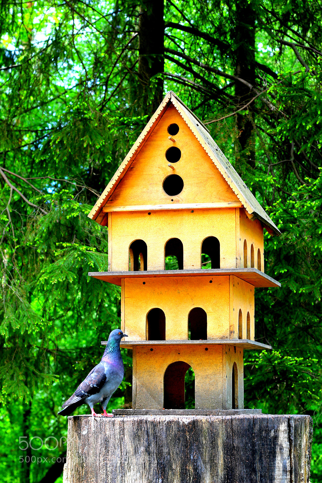 Canon EOS 60D sample photo. Img photography