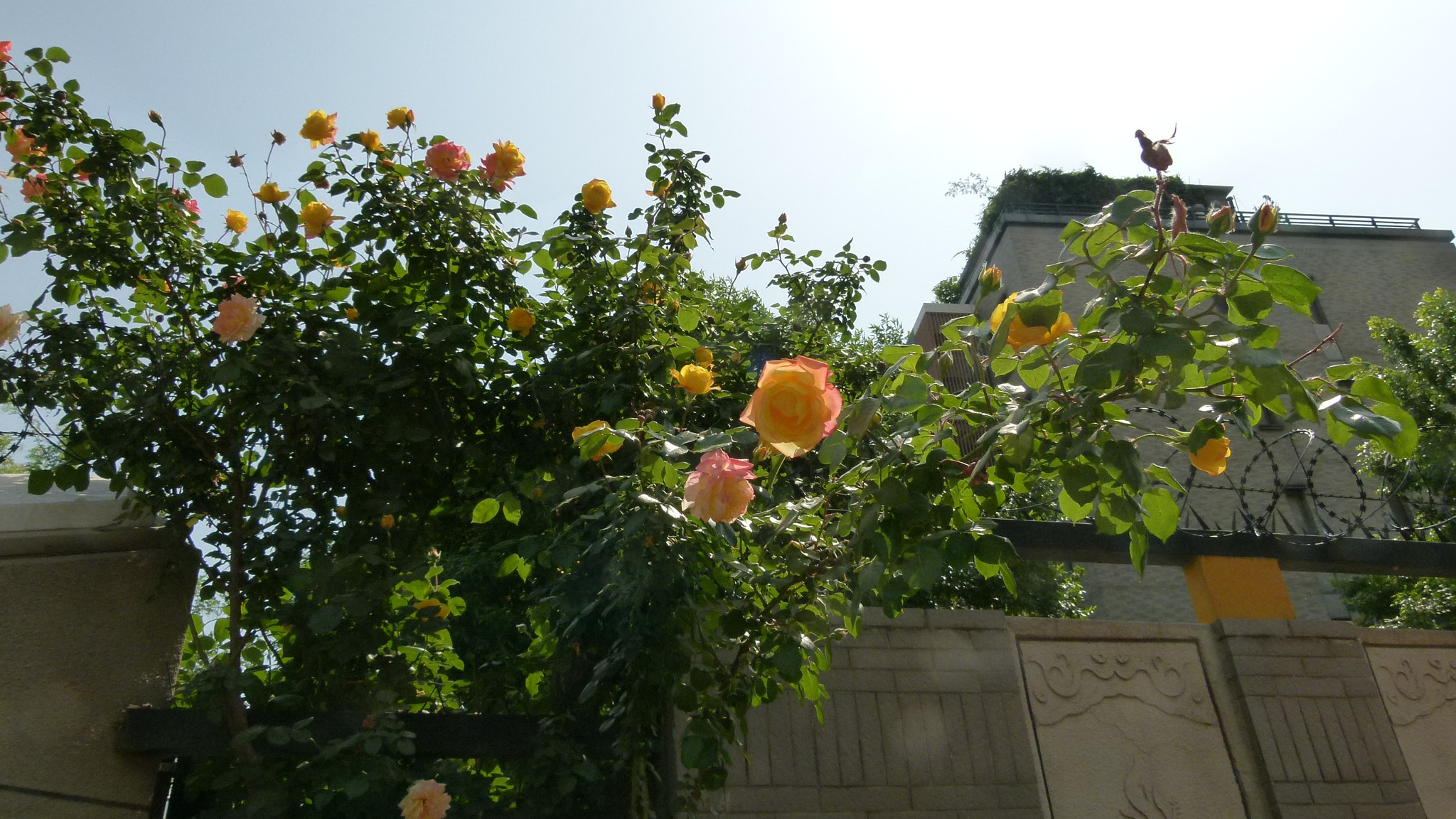 Leica V-Lux 2 sample photo