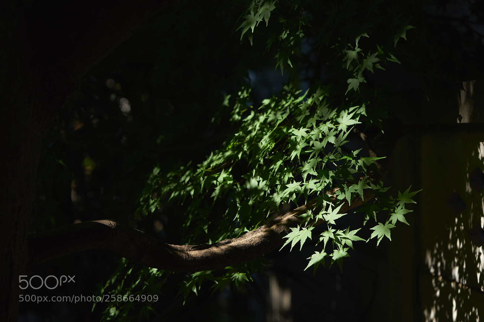 Sony a7 sample photo. Leaves 991 photography
