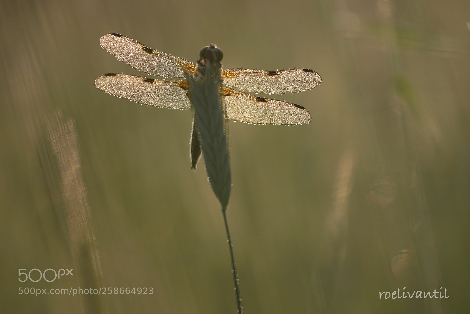 Nikon D750 sample photo. Four-spotted chaser photography