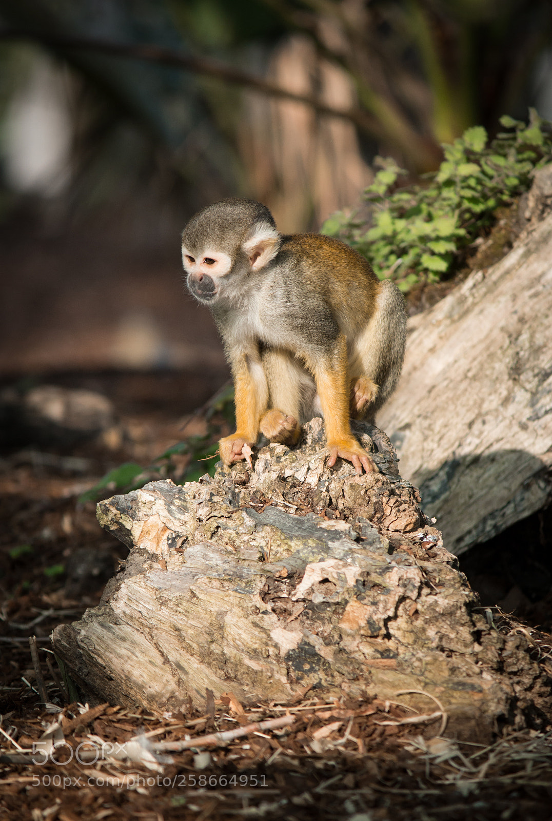 Canon EOS 600D (Rebel EOS T3i / EOS Kiss X5) sample photo. Monkey photography