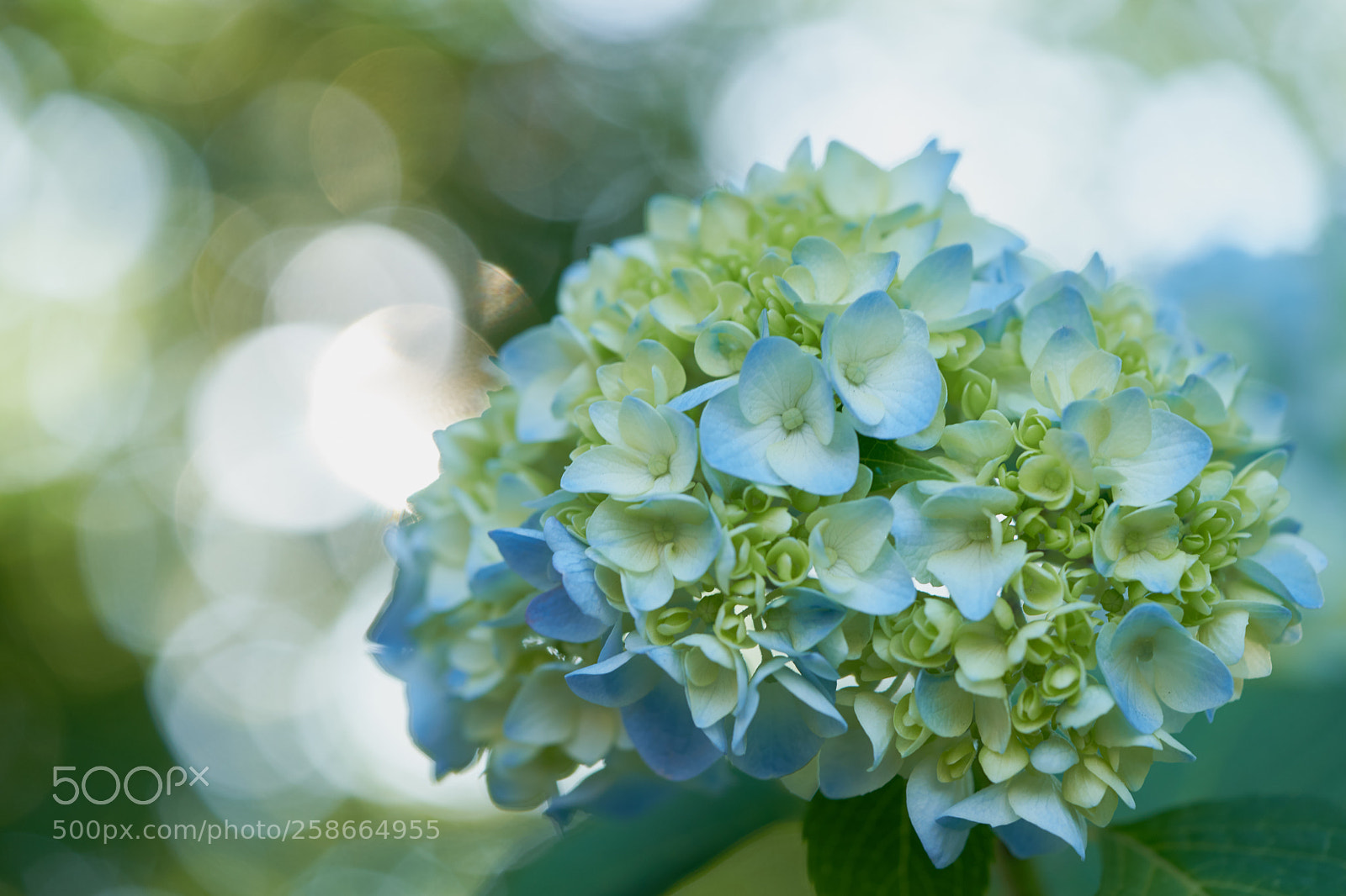 Sony a7 sample photo. Flowers 6622 photography