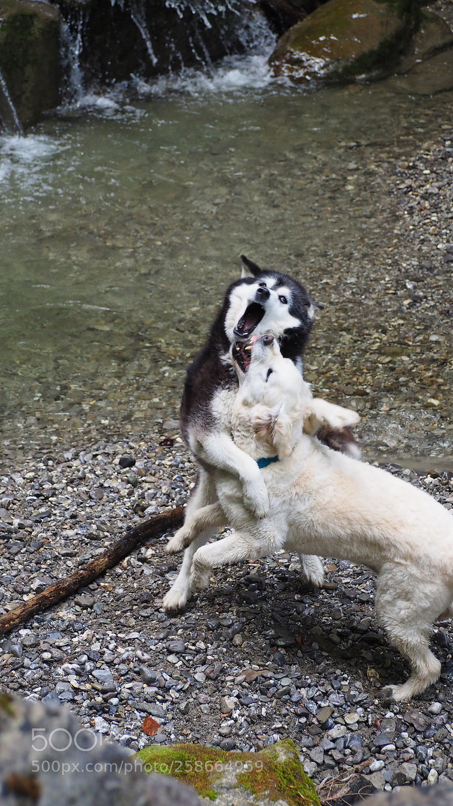 Olympus OM-D E-M10 II sample photo. Playing dogs photography