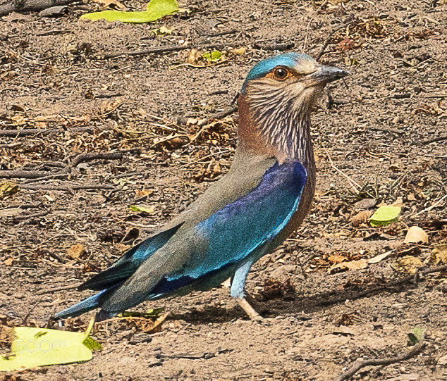 Sony a7R III sample photo. Indian roller photography