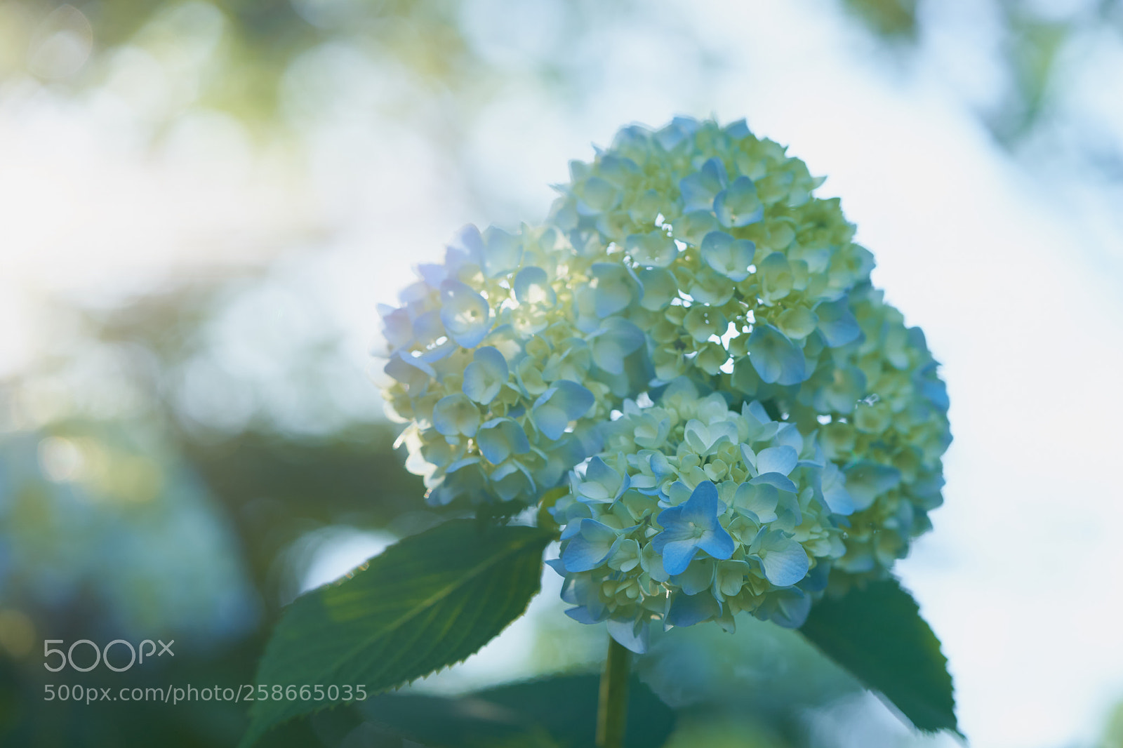 Sony a7 sample photo. Flowers 6623 photography