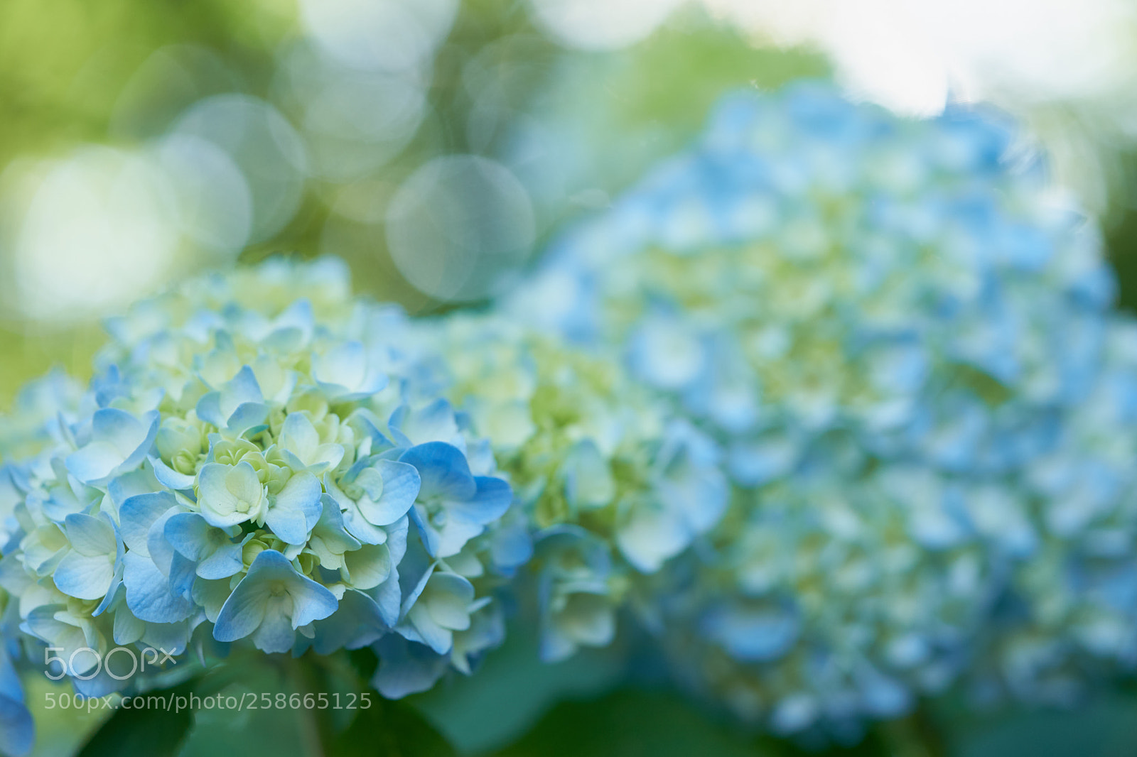 Sony a7 sample photo. Flowers 6624 photography
