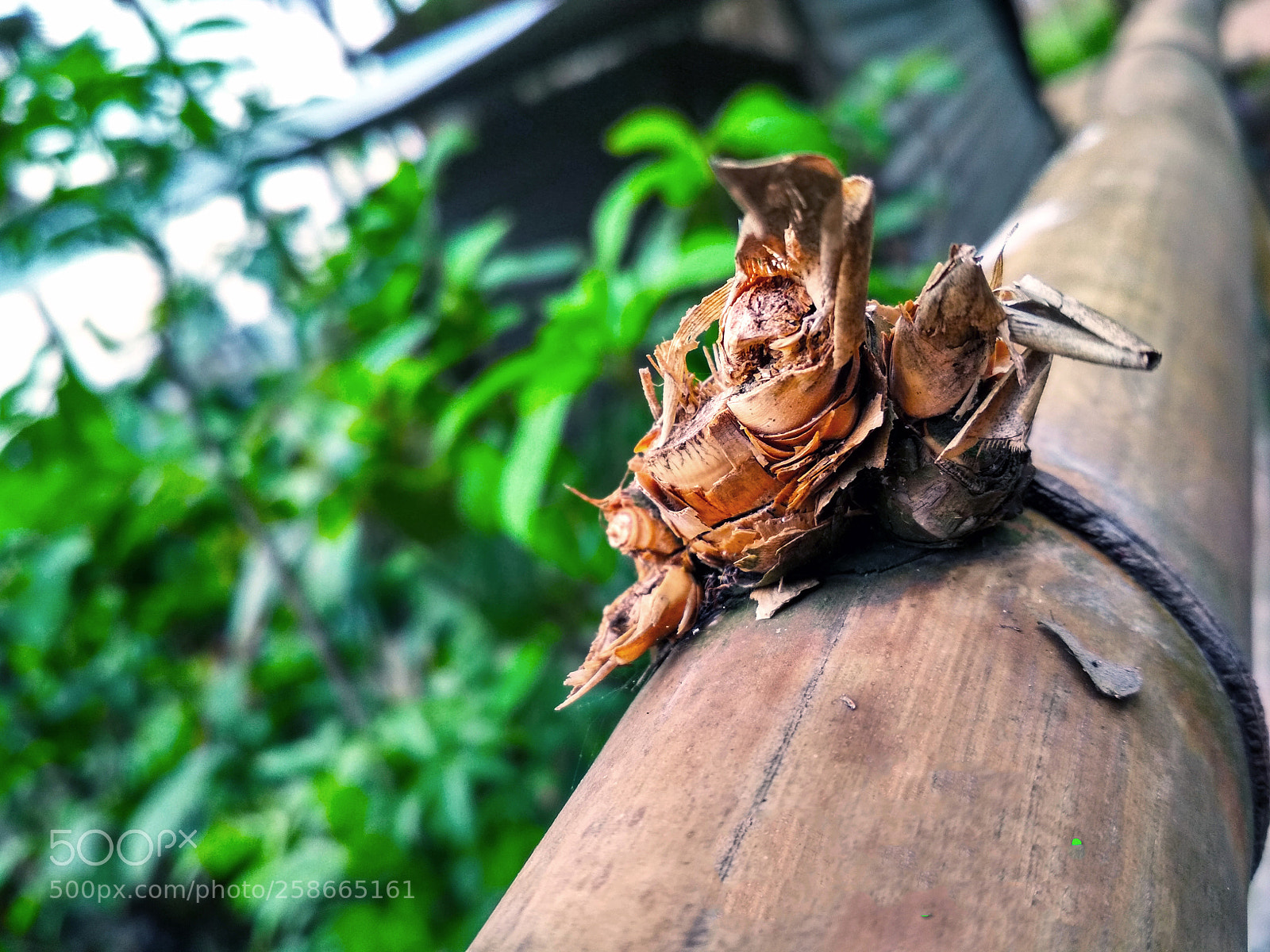 Xiaomi Redmi 4X sample photo. Nature photograph photography