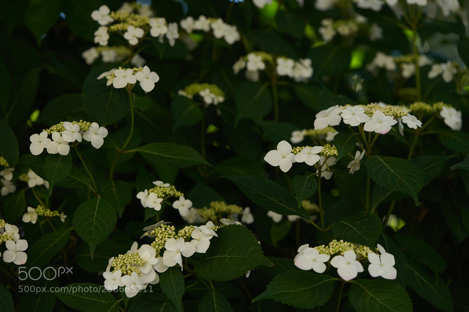 Sony a7 sample photo. Flowers 6625 photography