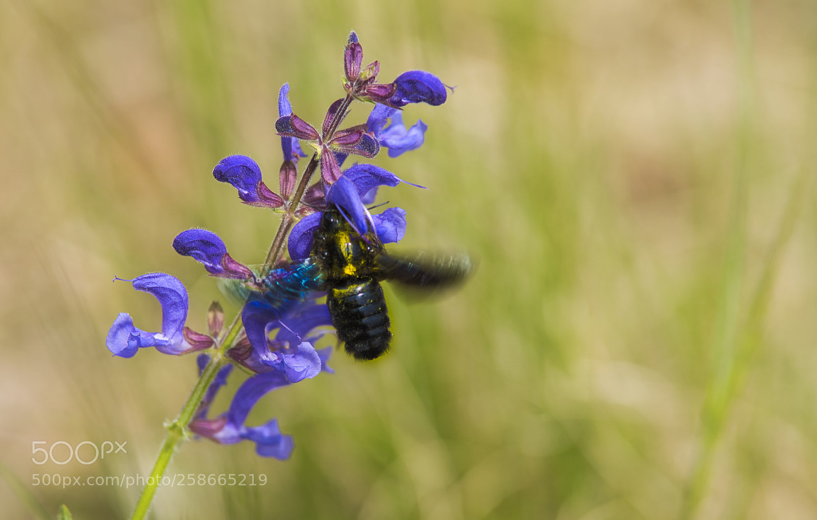 Sony ILCA-77M2 sample photo. Wiesensalbei photography