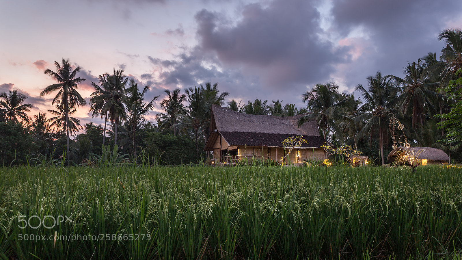Canon EOS 6D sample photo. Ricefield sunset photography