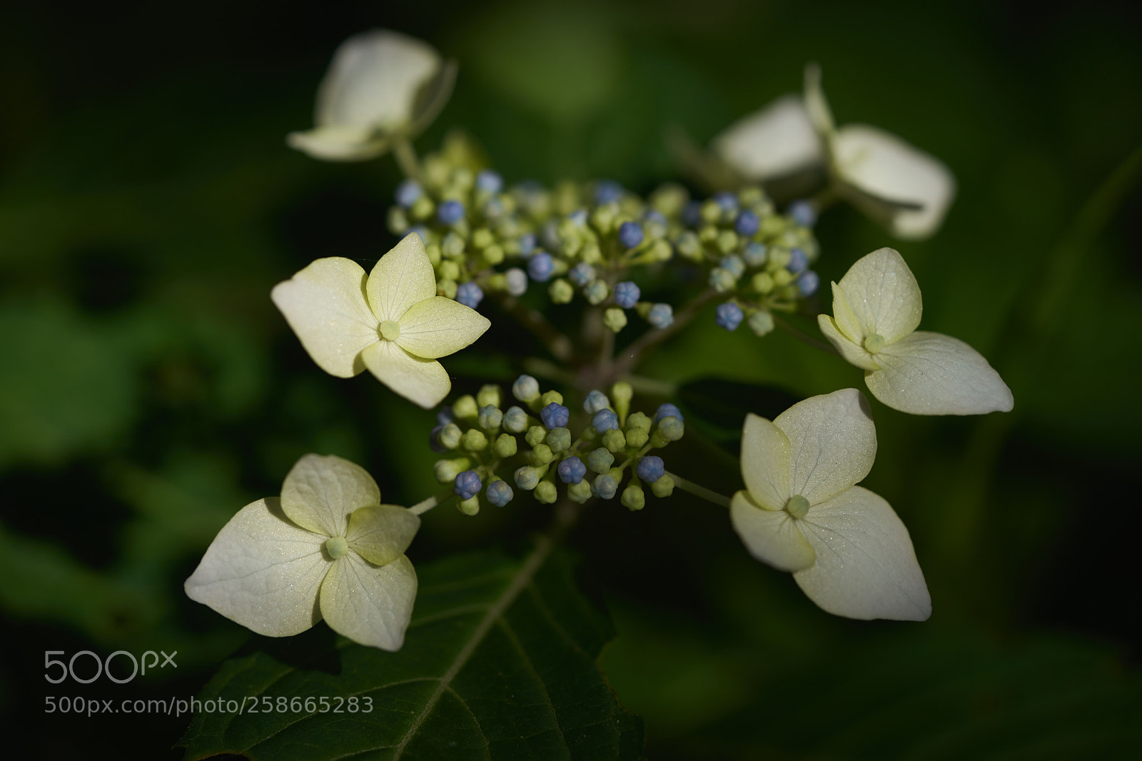 Sony a7 sample photo. Flowers 6626 photography
