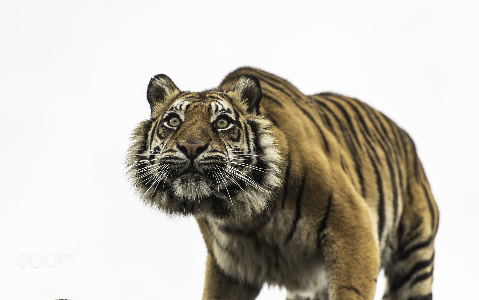 Nikon D5 sample photo. Tiger series photography