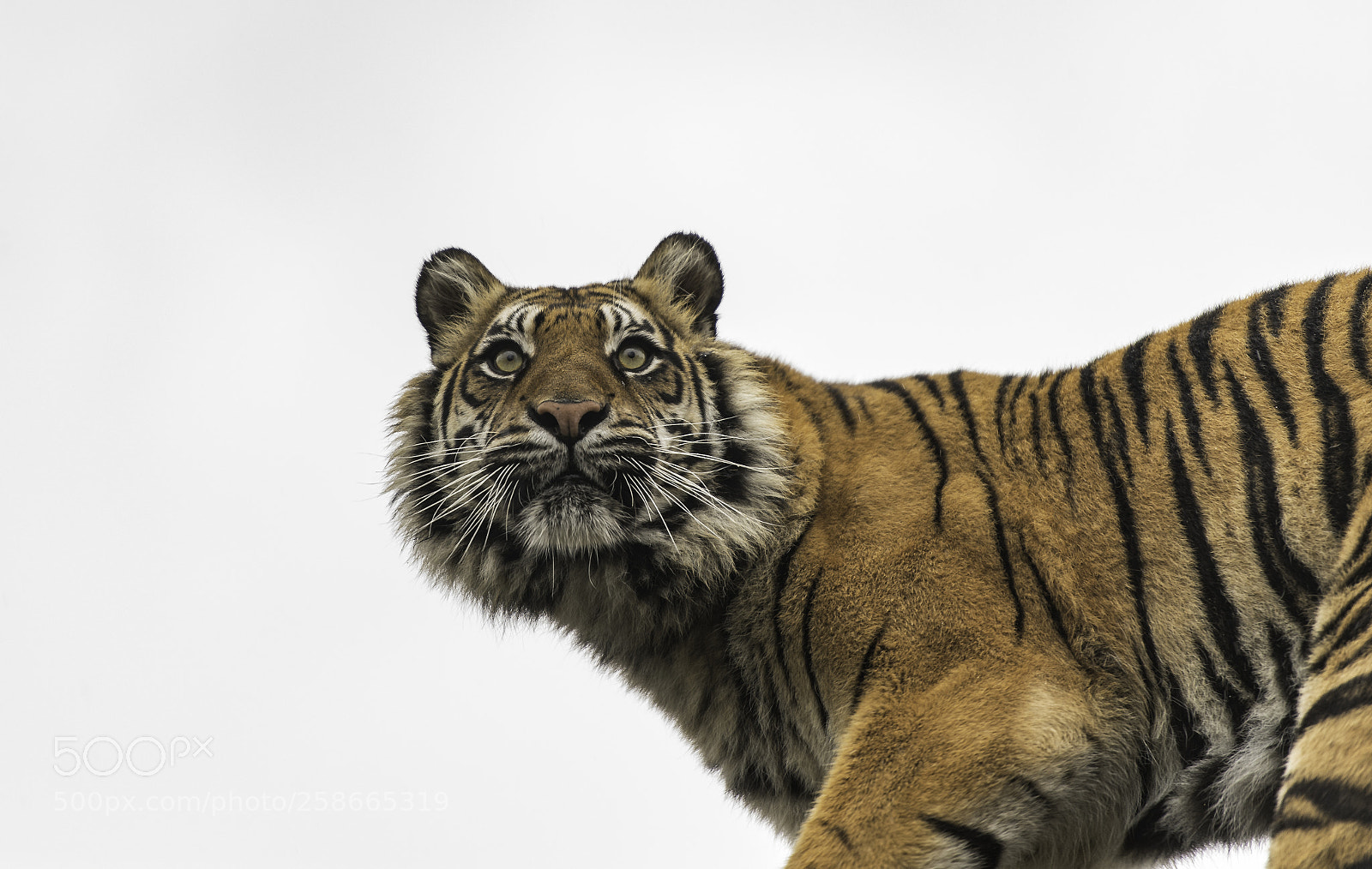 Nikon D5 sample photo. Tiger series photography