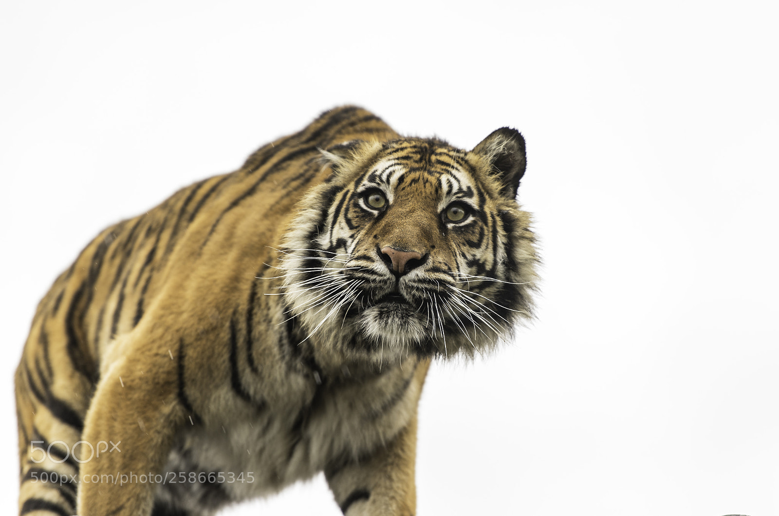 Nikon D5 sample photo. Tiger series photography