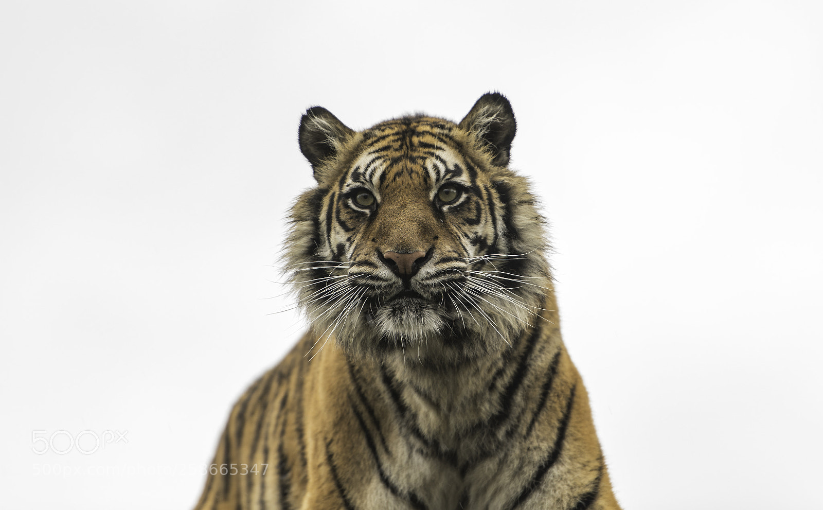 Nikon D5 sample photo. Tiger series photography