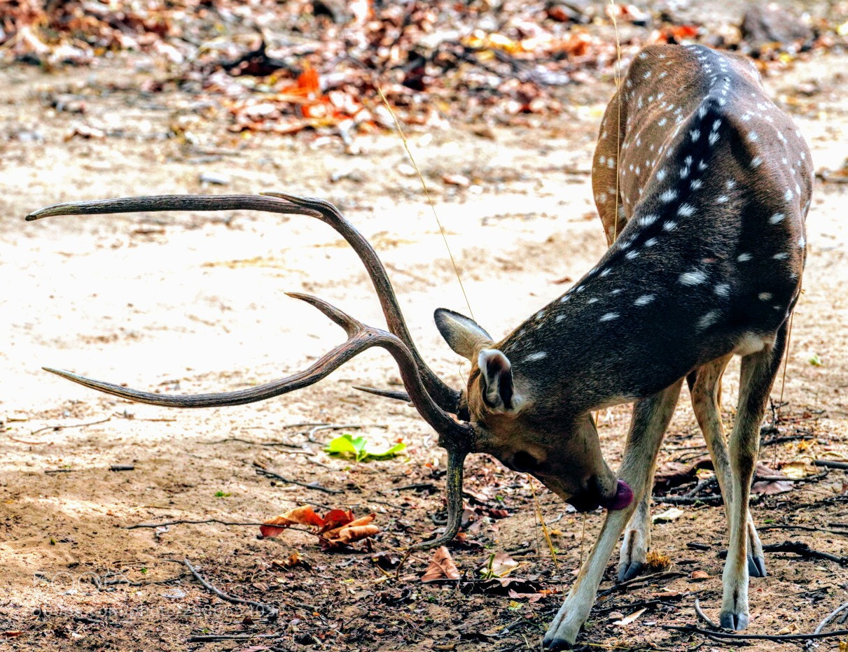 Sony a7R III sample photo. Spotted deer photography