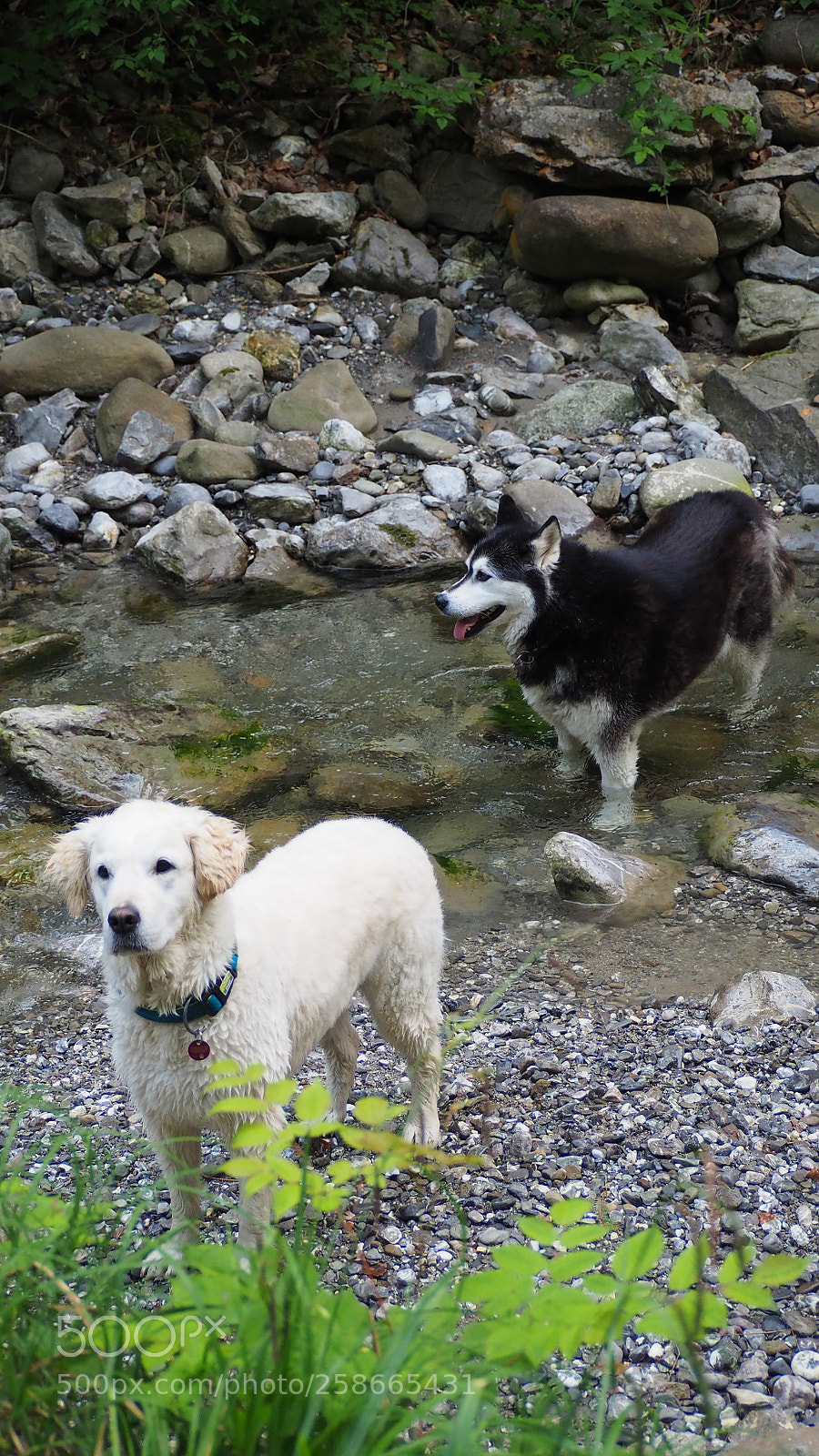 Olympus OM-D E-M10 II sample photo. Playing dogs photography