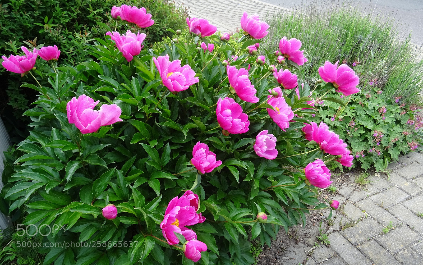 Sony DSC-HX60 sample photo. Pfingstrosen photography