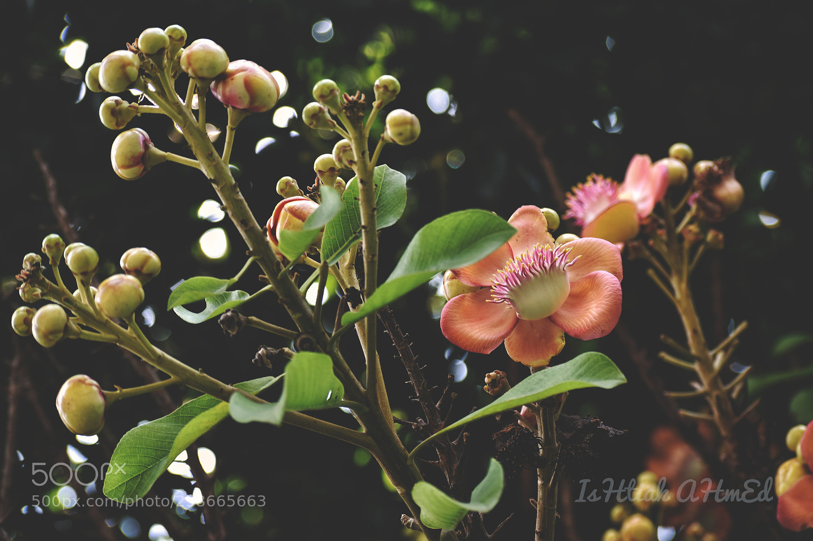 Nikon D5300 sample photo. Untitled photography