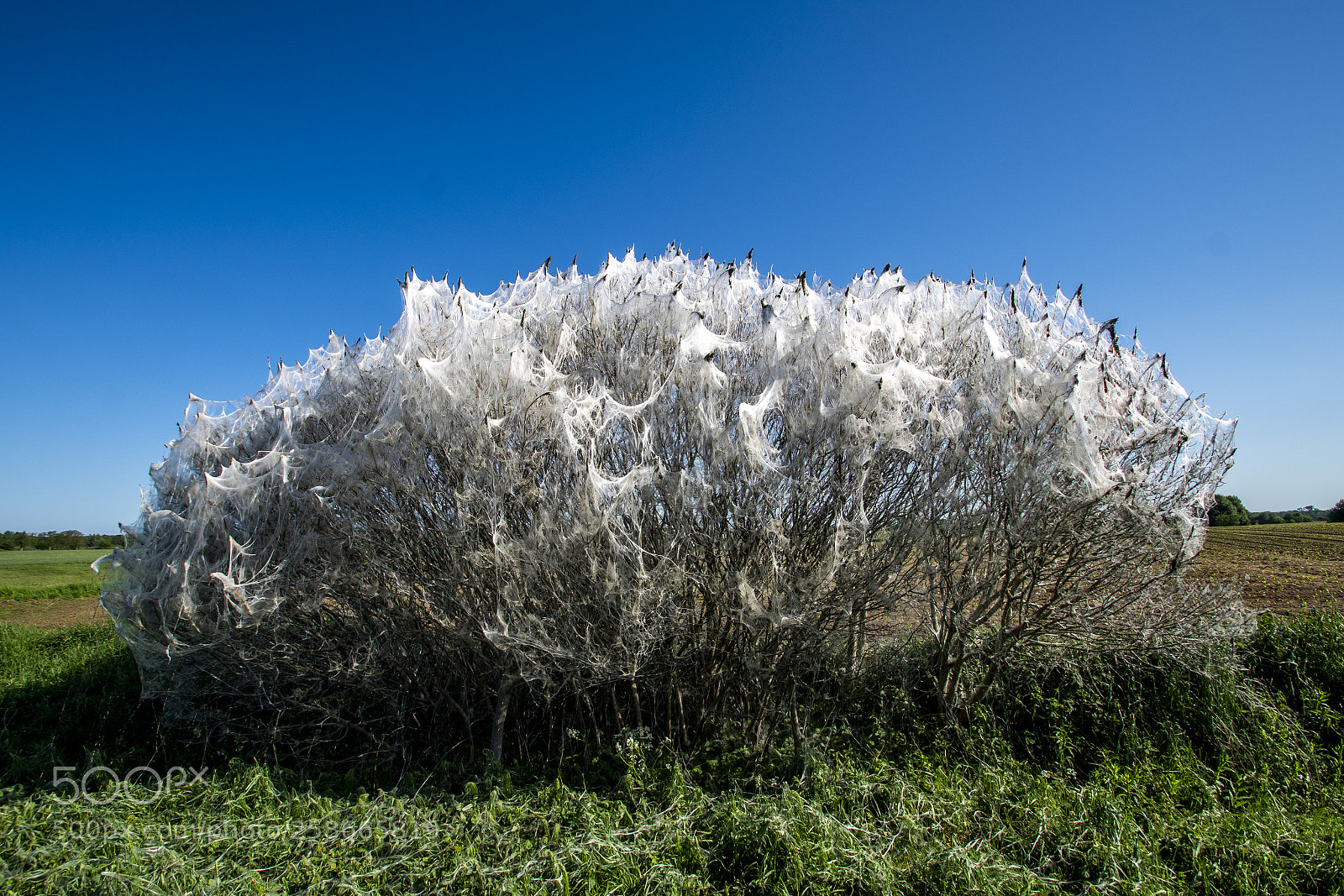 Sony a99 II sample photo. Dsc photography