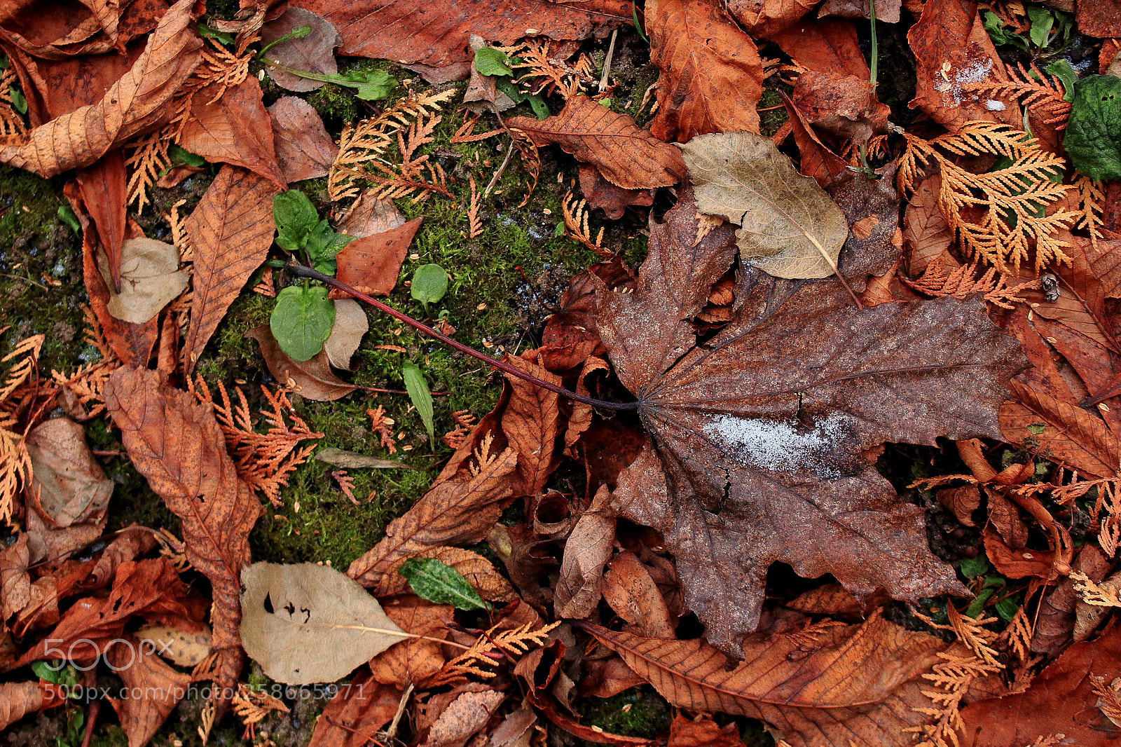 Canon EOS 100D (EOS Rebel SL1 / EOS Kiss X7) sample photo. Dried brown maple dead photography