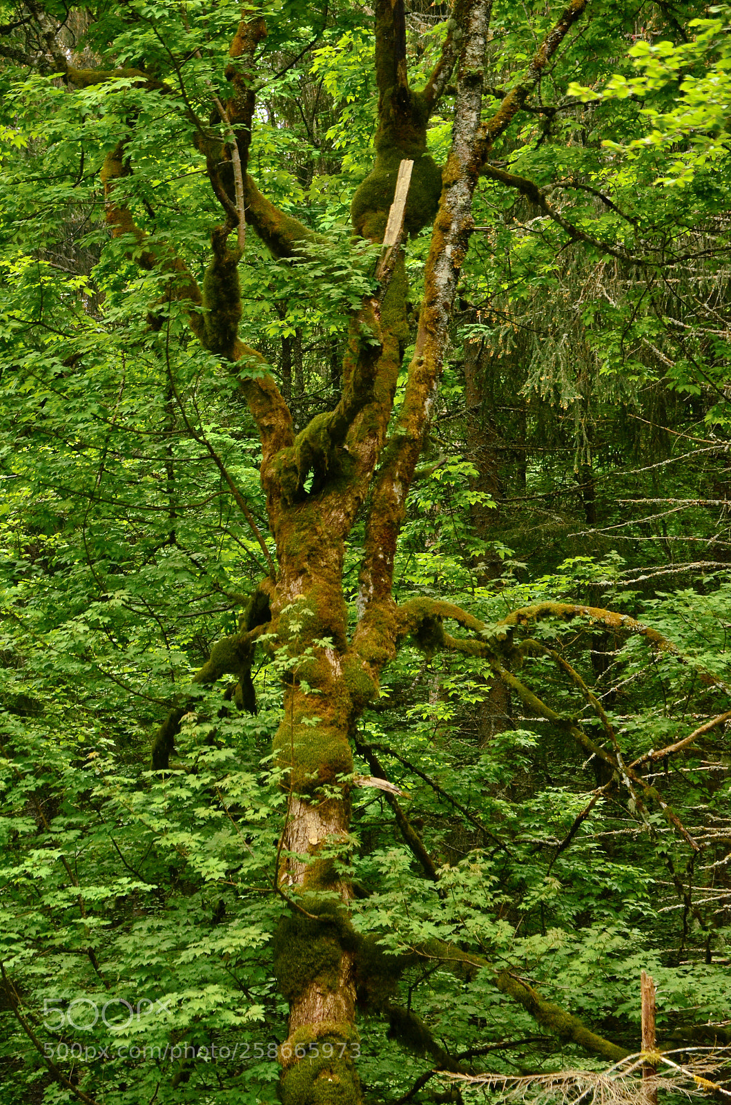 Nikon D5100 sample photo. Topped at being green photography