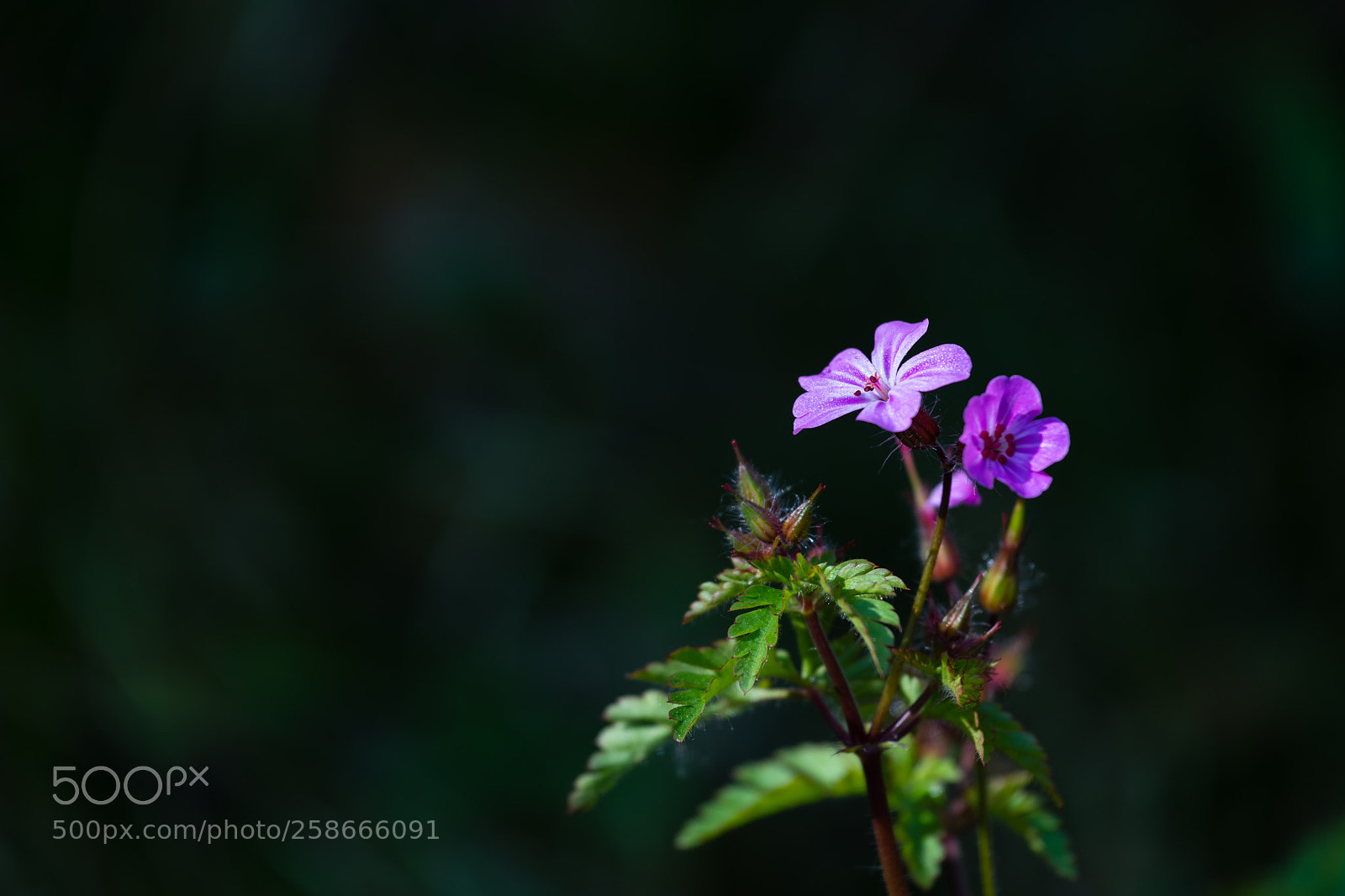 Nikon D850 sample photo. Delicate tranquility photography