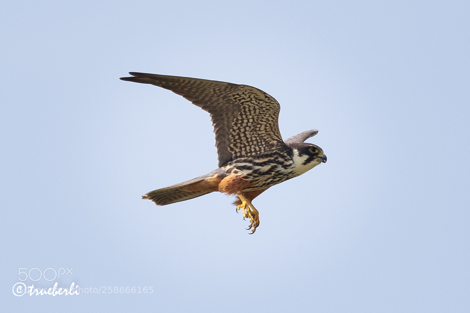 Canon EOS 7D Mark II sample photo. Baumfalke photography