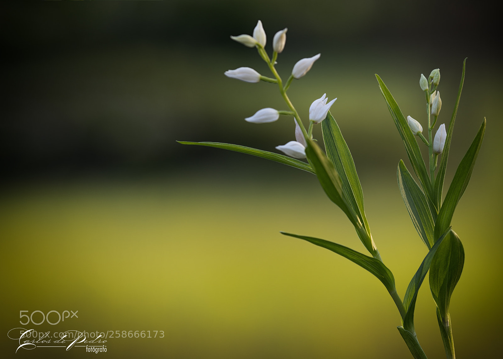 Nikon D800 sample photo. Cephalanthera photography