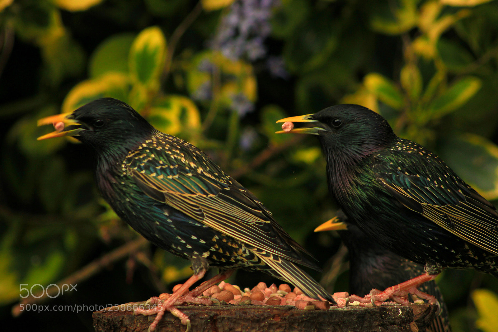 Canon EOS 550D (EOS Rebel T2i / EOS Kiss X4) sample photo. Starlings photography