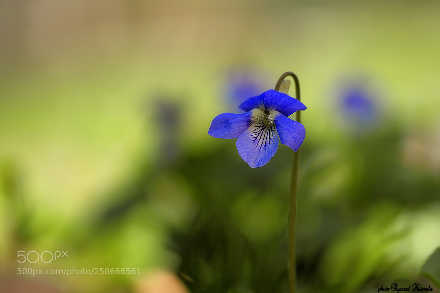 Sony Alpha DSLR-A300 sample photo. Sweet violet photography