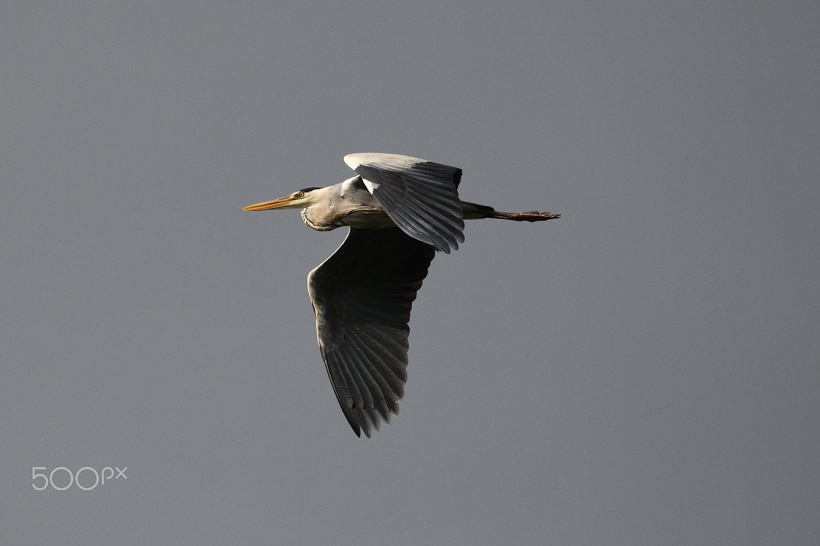 Nikon AF-S Nikkor 200-500mm F5.6E ED VR sample photo. Gray heron photography